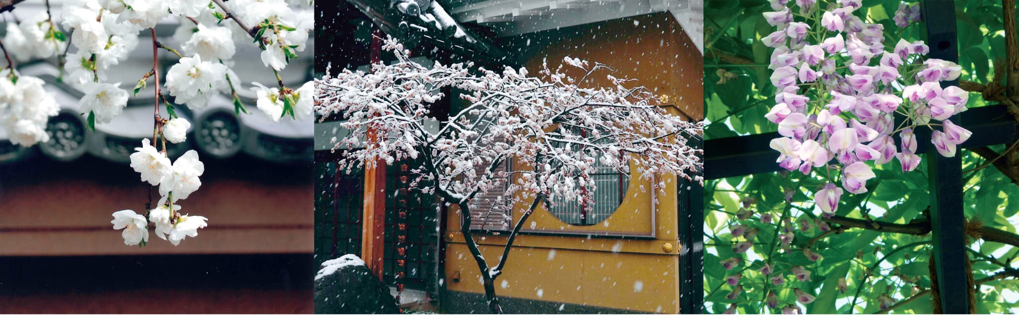 花の写真